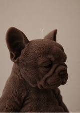 sitting french bulldog candle chocolate