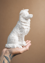 border collie dog-candle white
